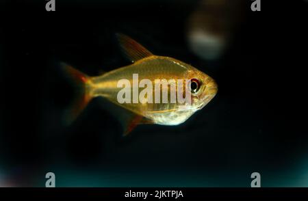 Eine Nahaufnahme eines goldfarbenen Fisches, der in einem Aquarium schwimmt Stockfoto