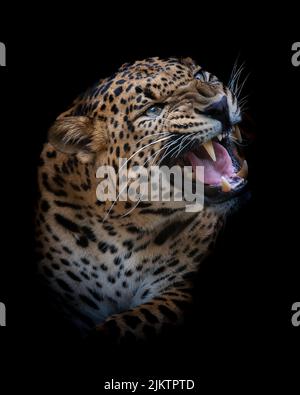 Eine szenische Aufnahme einer srilankischen Leopardenwildkatze, die aus der Dunkelheit kommt Stockfoto