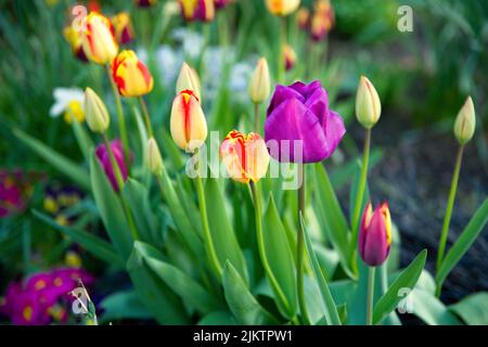 Wunderschöne bunte Tulpen, die im Frühling in einem Garten wachsen Stockfoto