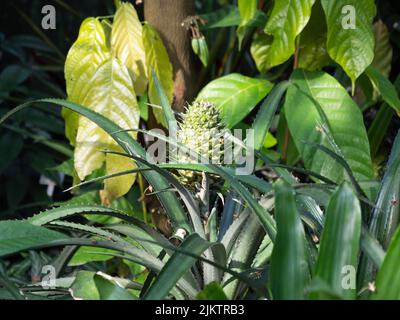 Eine Nahaufnahme einer Ananas auf den Blättern Stockfoto