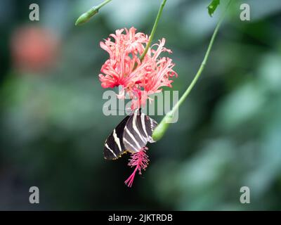 Eine Makroaufnahme einer Guernsey-Lilie mit einem Jersey-Tiger-Schmetterling darauf Stockfoto