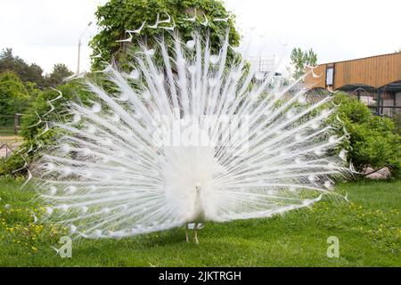 Ein weißer männlicher Pfau breitet seinen Schwanz in einem Paarungstanz vor einem weiblichen Pfau aus. Stockfoto