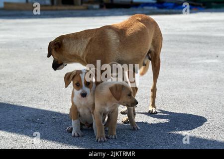 Die schöne Aufnahme einer Straßenhundefamilie - Mutter und Welpen Stockfoto