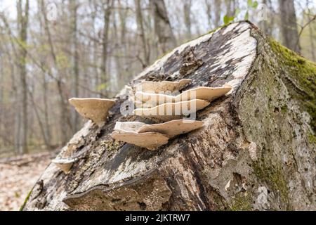 Eine Nahaufnahme von wilden Pilzen, die auf einem umgestürzten Baum wachsen, der mit Moos bedeckt ist Stockfoto