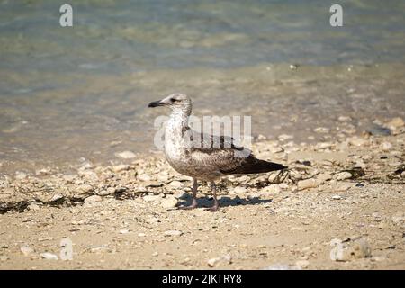 Eine selektive Fokusaufnahme einer Möwe, die auf einem felsigen Strand steht Stockfoto