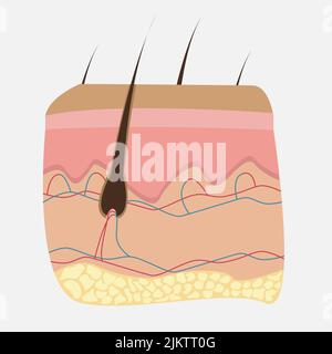 Ikone der menschlichen inneren Organe. Haut und Haare. Stock Vektor