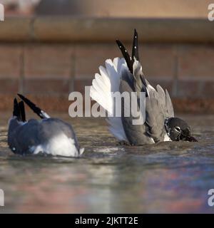 Eine gezielte Aufnahme von Felstauben, die sich im Teichwasser erfrischen Stockfoto