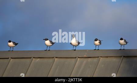 Eine Gruppe von Schwarzkopfmöwen auf dem Dach Stockfoto