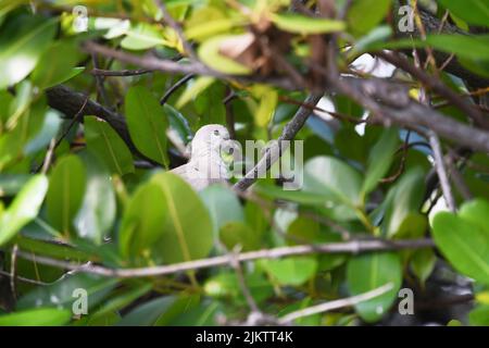 Nahaufnahme eines kleinen weißen Vogels auf einem Baum - teilweise sichtbar, mit Blättern bedeckt Stockfoto