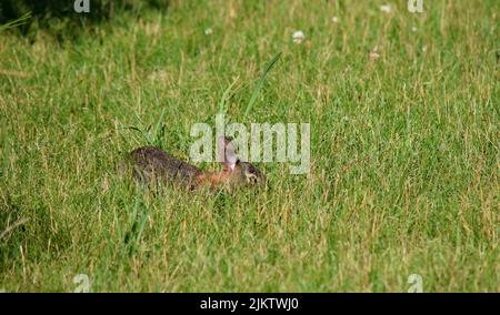 Ein Kaninchen versteckt sich im Gras in einem lokalen Park in Dane County WI, USA. Stockfoto