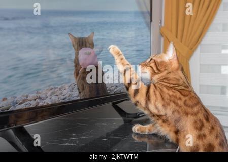 Eine wunderschöne Bengalkatze schaut im Wohnzimmer fern. Stockfoto