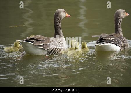 Eine Graugans-Familie mit nur wenigen Tagen alten Küken, die im Wasser schwimmen - mibu Stockfoto