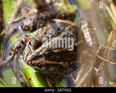 Eine Nahaufnahme eines Frosches auf einem Blatt im Frühjahr Stockfoto