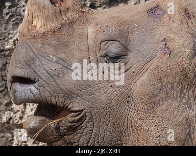 Eine Nahaufnahme eines weißen Nashorns aus dem Süden, das die Sonne im Zoo genießt Stockfoto