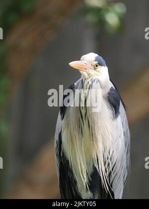 Eine vertikale, flache Fokusaufnahme eines Graureiher (Ardea cinerea) Stockfoto