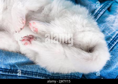 Welpenpfoten. Weißer flauschiger kleiner Samoyed Welpe Hund auf blauem Jeans Hintergrund Stockfoto