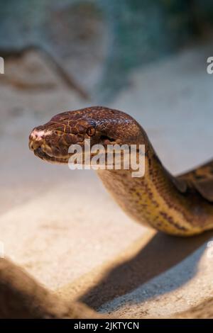 Eine Nahaufnahme einer Schlange auf einem unscharfen Hintergrund im Zoo Stockfoto