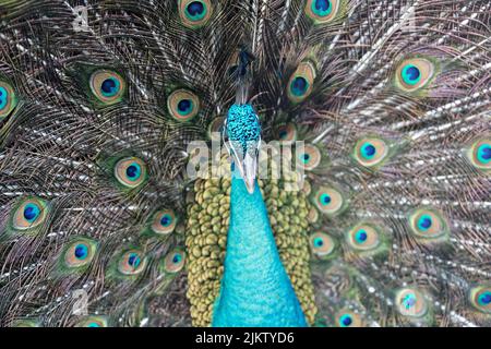 Ein wunderschöner indischer Pfau mit offenem Schwanz im Zoo Stockfoto