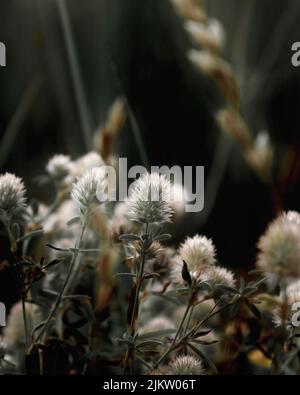 Trifolium arvense, blüht auf der Sommerwiese Stockfoto