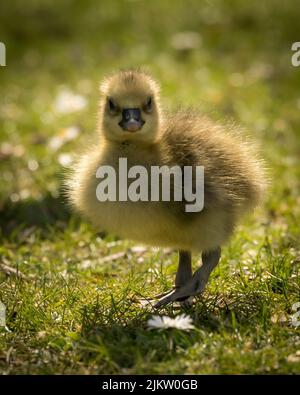 Eine vertikale Aufnahme eines kleinen gelben, flauschigen Gänsels, der auf einem Gras läuft Stockfoto