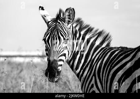 Eine Nahaufnahme eines Zebras auf dem Feld des Nairobi National Park, Kenia Stockfoto