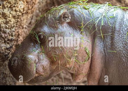 Baby-Nilpferd mit geschnittenem Gras auf dem Kopf Stockfoto