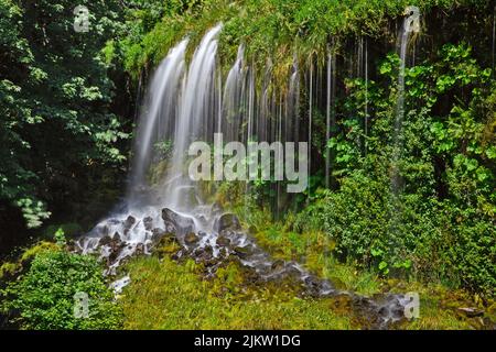 Etwas Wasser tropft von den Ästen und verwandelt sich in einen kleinen Wasserfall im Wald Stockfoto