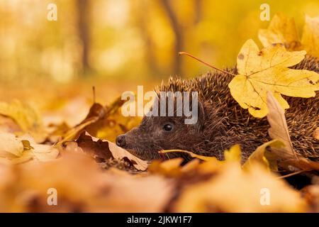 Nördlicher Weißbrustigel (Erinaceus roumanicus) stöbert an einem warmen Oktobertag durch wunderschön gefärbte Herbstblätter. Stockfoto