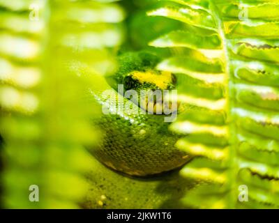 Eine selektive Fokusaufnahme einer niedlichen grünen Baumpython, die sich in einem Ball mit Blättern im Vordergrund zusammengerückt hat Stockfoto