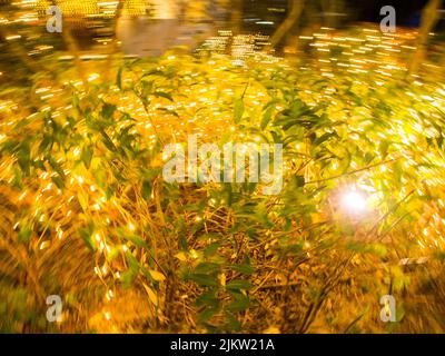 Grüne Pflanzen auf einem verwackelten bokeh gelben Hintergrund Stockfoto