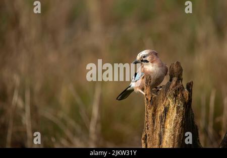 Nahaufnahme eines europäischen eichelhähers, Wissenschaftlicher Name: Garrulus glandarius, nach links im natürlichen Waldhabitat gereinigter Hintergrund. Speicherplatz kopieren Stockfoto