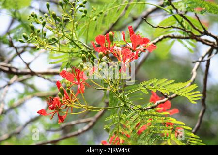 Eine malerische Ansicht der roten königlichen poinciana Blumen auf einem verschwommenen Hintergrund Stockfoto