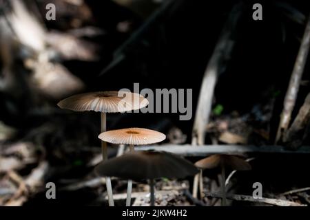 Makroaufnahme einer Gruppe kleiner brauner Pilze oder Funghi, die im feuchten Unterholz eines Waldes in der maltesischen Landschaft, Malta, wachsen. Stockfoto