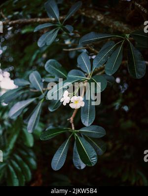 Eine vertikale Nahaufnahme von weißen, winzigen Plumeria pudica-Blüten, die auf dem Baum zwischen grünen Blättern blühen Stockfoto