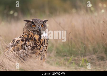 Eurasische Adlereule (Bubo bubo), die an einem kalten Herbstmorgen im Gras sitzt Stockfoto