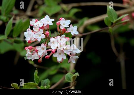 Die Viburnum-Pflanze während eines Tages Stockfoto