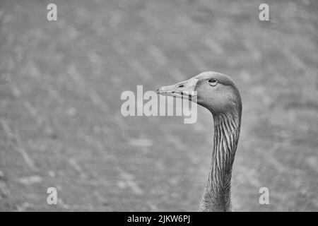 Eine selektive Fokusaufnahme des Kopfes einer Gans Stockfoto