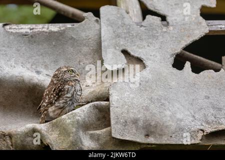 Die kleine Eule (Athene noctua), die auf dem zerstörten Dach einer verlassenen Hütte auf dem Ackerland sitzt Stockfoto