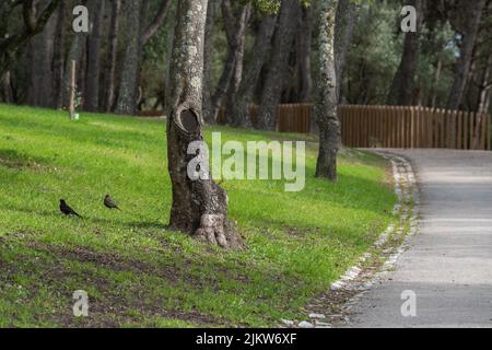 Ein Baum und ein Steinpfad im Bela Vista Park in Lissabon Stockfoto