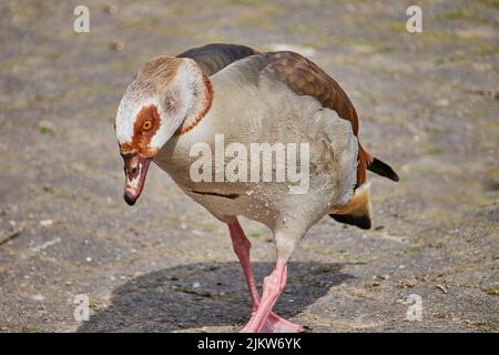 Nahaufnahme einer ägyptischen Gans, die auf einem verschwommenen Hintergrund auf dem Boden läuft Stockfoto