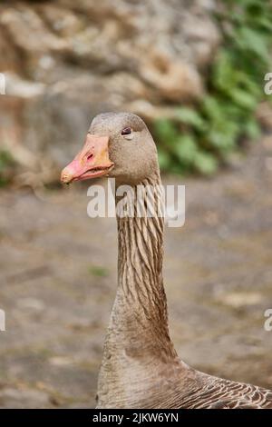 Eine selektive Fokusaufnahme des Kopfes einer Gans Stockfoto