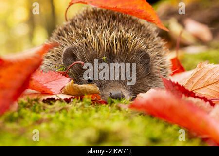 Nördlicher Weißbrustigel (Erinaceus roumanicus) bei einem Spaziergang durch den moosigen Waldboden, der mit wunderschön farbigen Herbstblättern bedeckt ist. Stockfoto