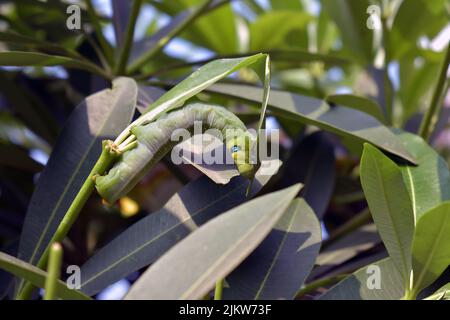 Grüne Raupe auf grünem Blatt. Raupenschnecke Glaswurm.die große grüne Raupe auf einer grünen Pflanze im Garten Stockfoto