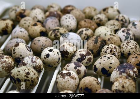 Wachteleier gelten in vielen Teilen der Welt als Delikatesse. Stockfoto