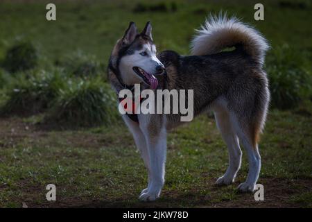 EIN GROSSER HUSKY-HUND, DER AUF EINEM OFFENEN FELD IN EINEM BEREICH MIT EINEM ROTEN GESCHIRR AN DER LEINE STEHT Stockfoto