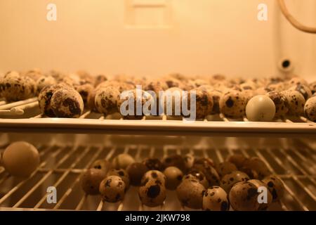 Wachteln auf einer Geflügelfarm anbauen. Viele Wachteleier aus der Nähe in einem speziellen Box-Inkubator. Stockfoto