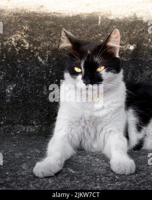 Eine schöne Aufnahme einer niedlichen schwarz-weißen Katze Stockfoto