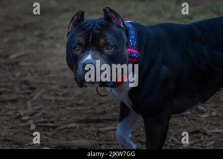 EIN SCHWARZ-WEISSER STAFFORDSHIRE BULLTERRIER, DER DIREKT AUF DIE KAMERA BLICKT, MIT SCHÖNEN AUGEN, DIE EINEN BUNTEN KRAGEN TRAGEN Stockfoto