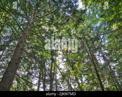 Ein natürlicher Blick auf die Küste des Skagit County über die Bucht im Sommer Stockfoto