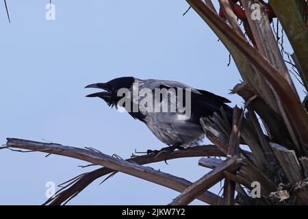 Eine einone, graue Krähe, die auf einer getrockneten Palmenwedel vor einem blauen Himmel steht Stockfoto